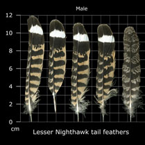 Lesser Nighthawk