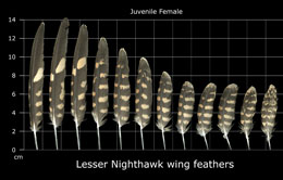 Lesser Nighthawk