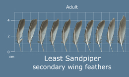 Least Sandpiper