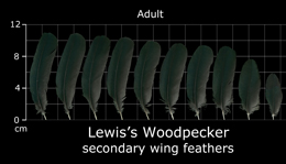 Lewiss Woodpecker