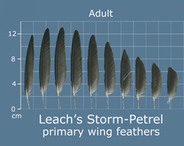 Leachs Storm-Petrel
