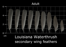 Louisiana Waterthrush