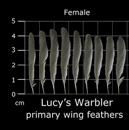 Lucys Warbler