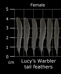 Lucys Warbler