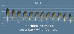 Marbled Murrelet