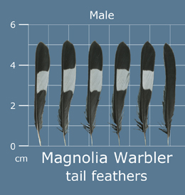 Magnolia Warbler