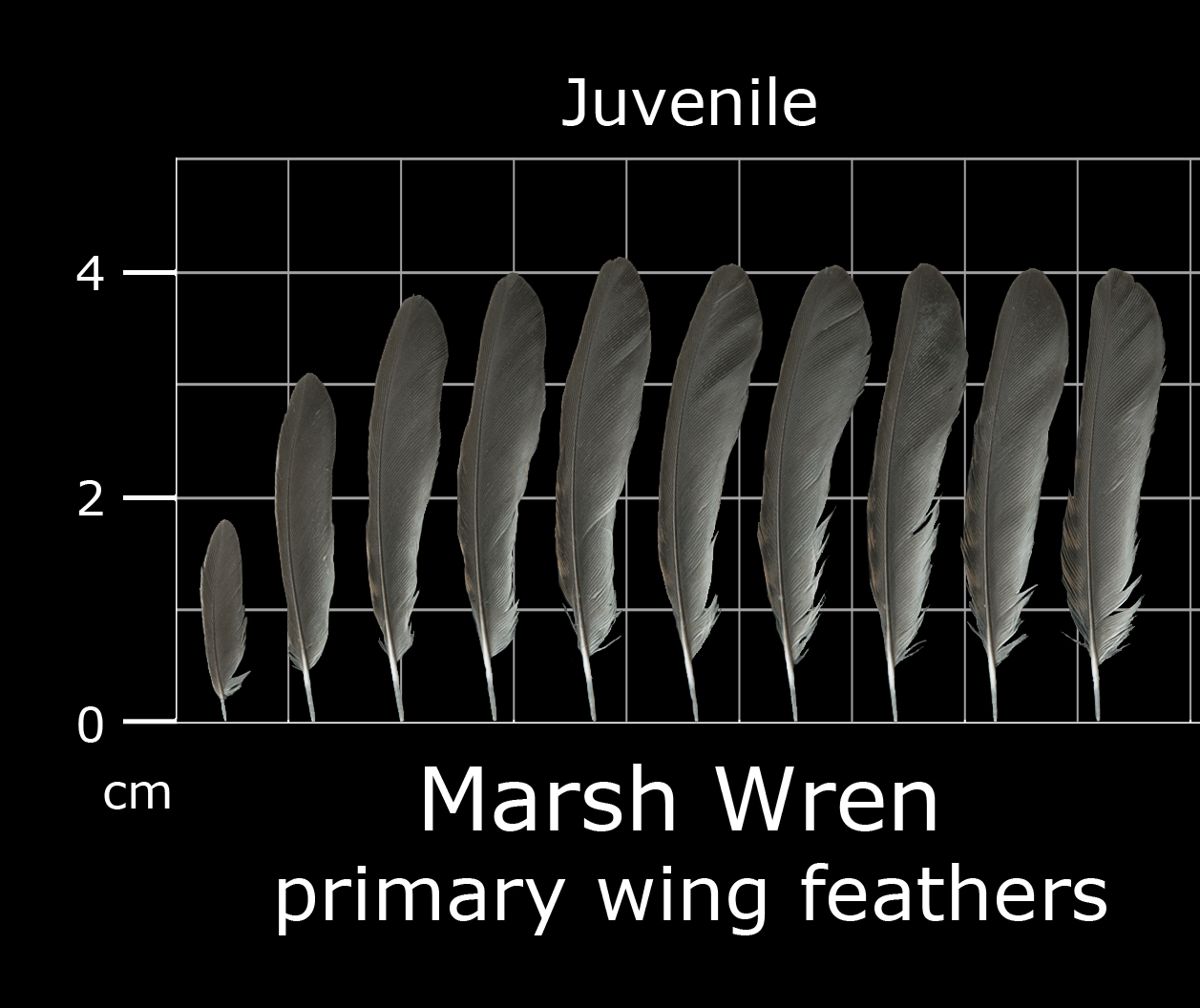 Marsh Wren