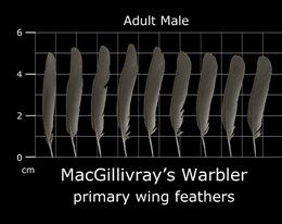 MacGillivrays Warbler