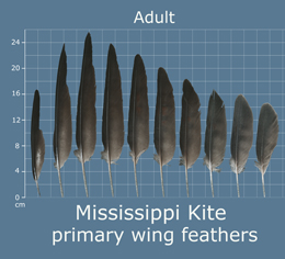Mississippi Kite
