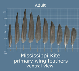 Mississippi Kite