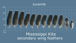 Mississippi kite