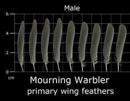 Mourning Warbler