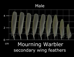 Mourning Warbler