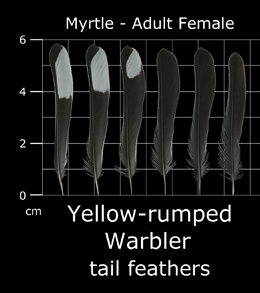 Yellow-rumped Warbler (Myrtle)