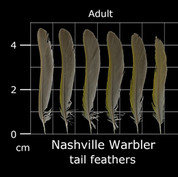 Nashville Warbler