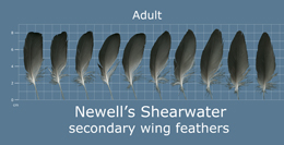 Newells Shearwater