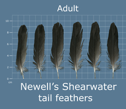 Newells Shearwater