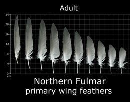 Northern Fulmar