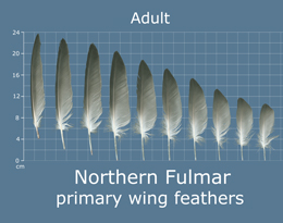 Northern Fulmar