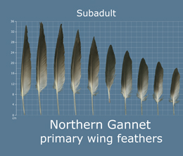 Northern Gannet