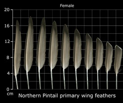 Northern Pintail