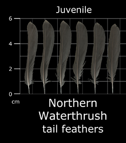 Northern Waterthrush