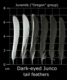 Dark-eyed Junco