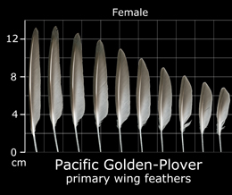 Pacific Golden-Plover