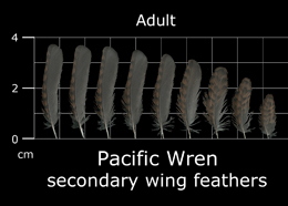 Pacific Wren
