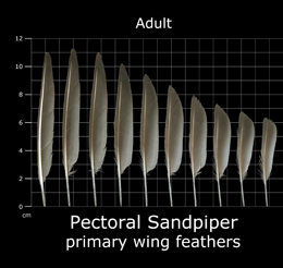Pectoral Sandpiper