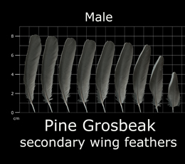 Pine Grosbeak