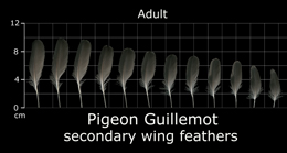 Pigeon Guillemot