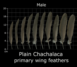 Plain Chachalaca