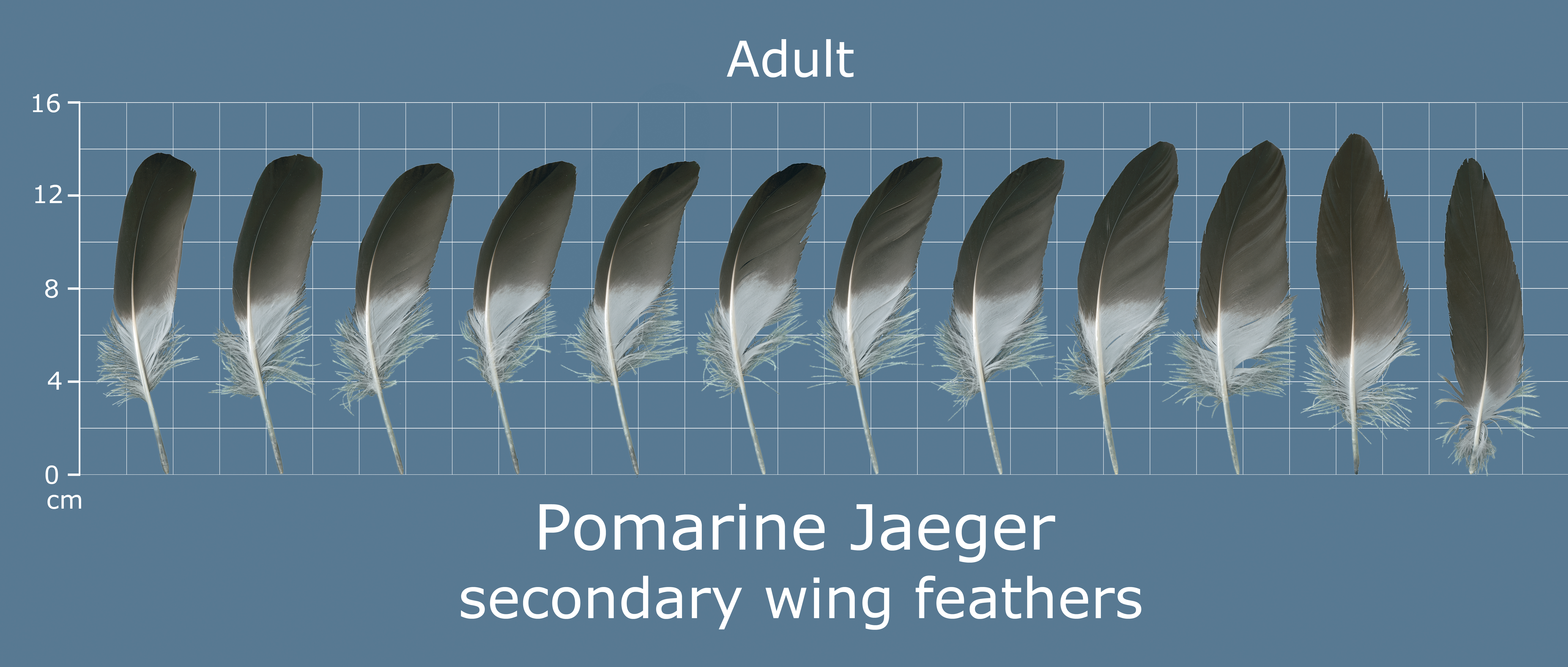 Pomarine Jaeger