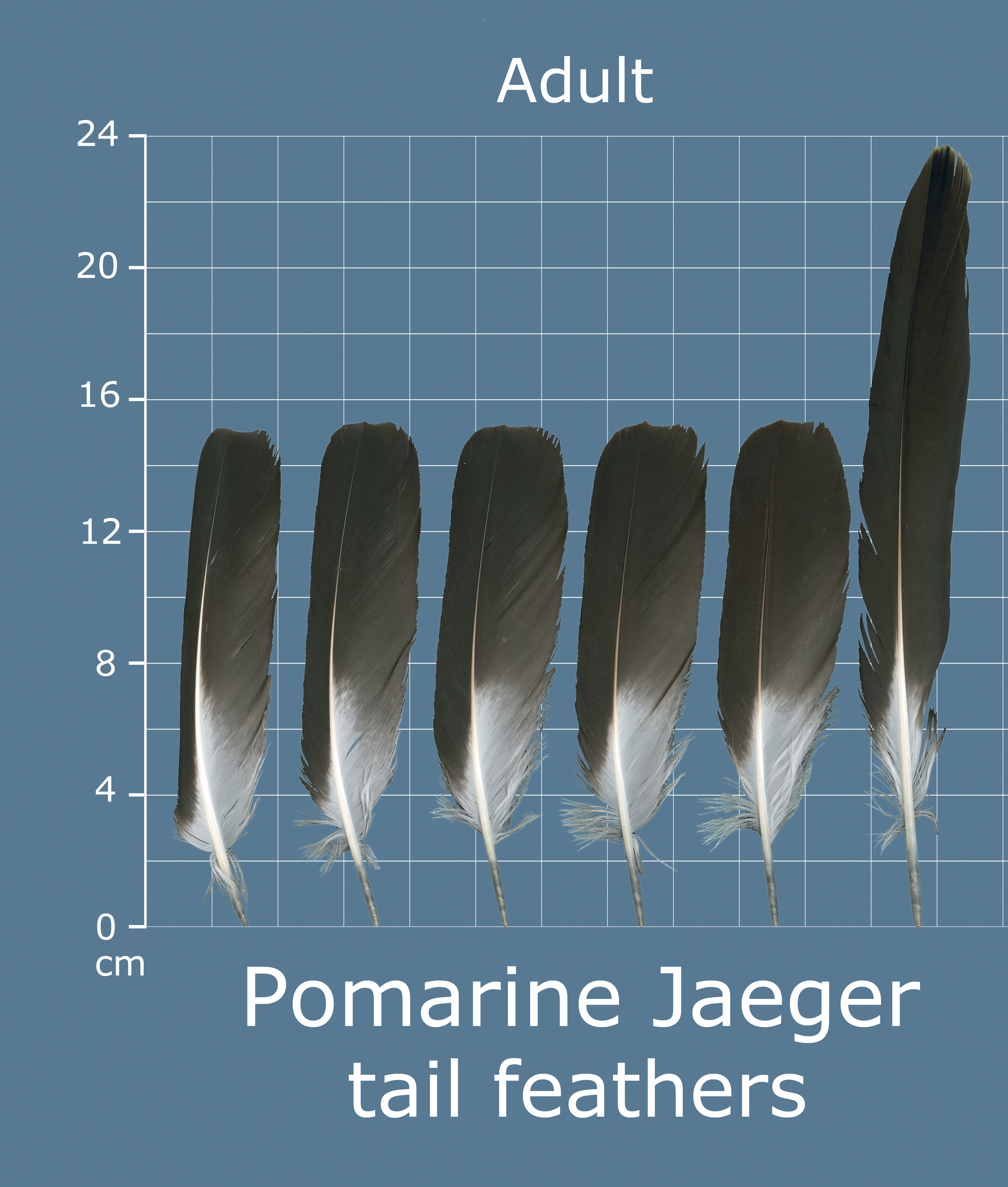 Pomarine Jaeger