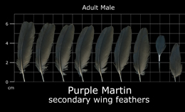 Purple Martin
