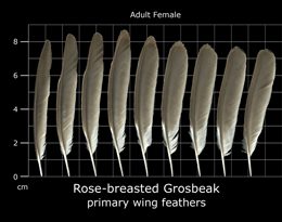 Rose-breasted Grosbeak