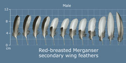 Red-breasted Merganser