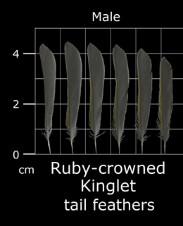 Ruby-crowned Kinglet