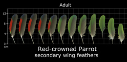 Red-crowned Parrot