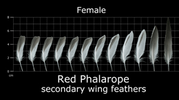 Red Phalarope