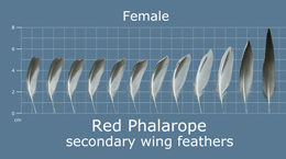 Red Phalarope
