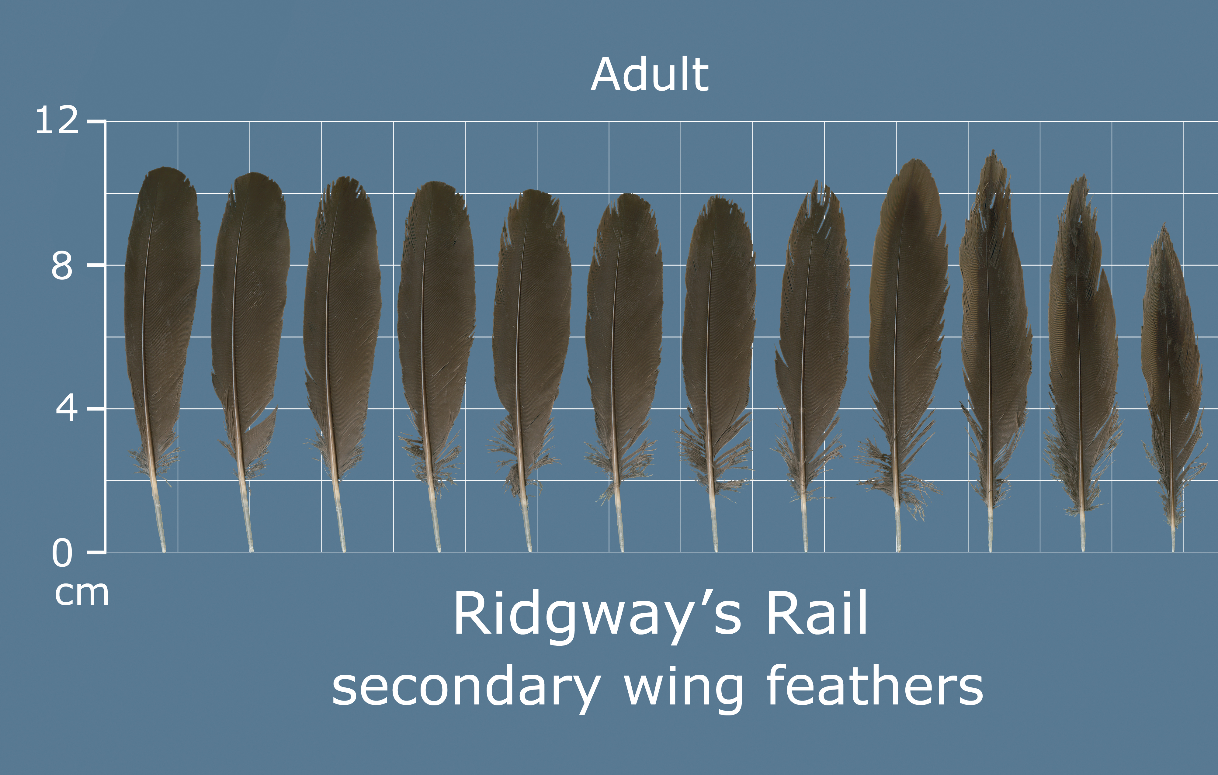 Ridgeways Rail
