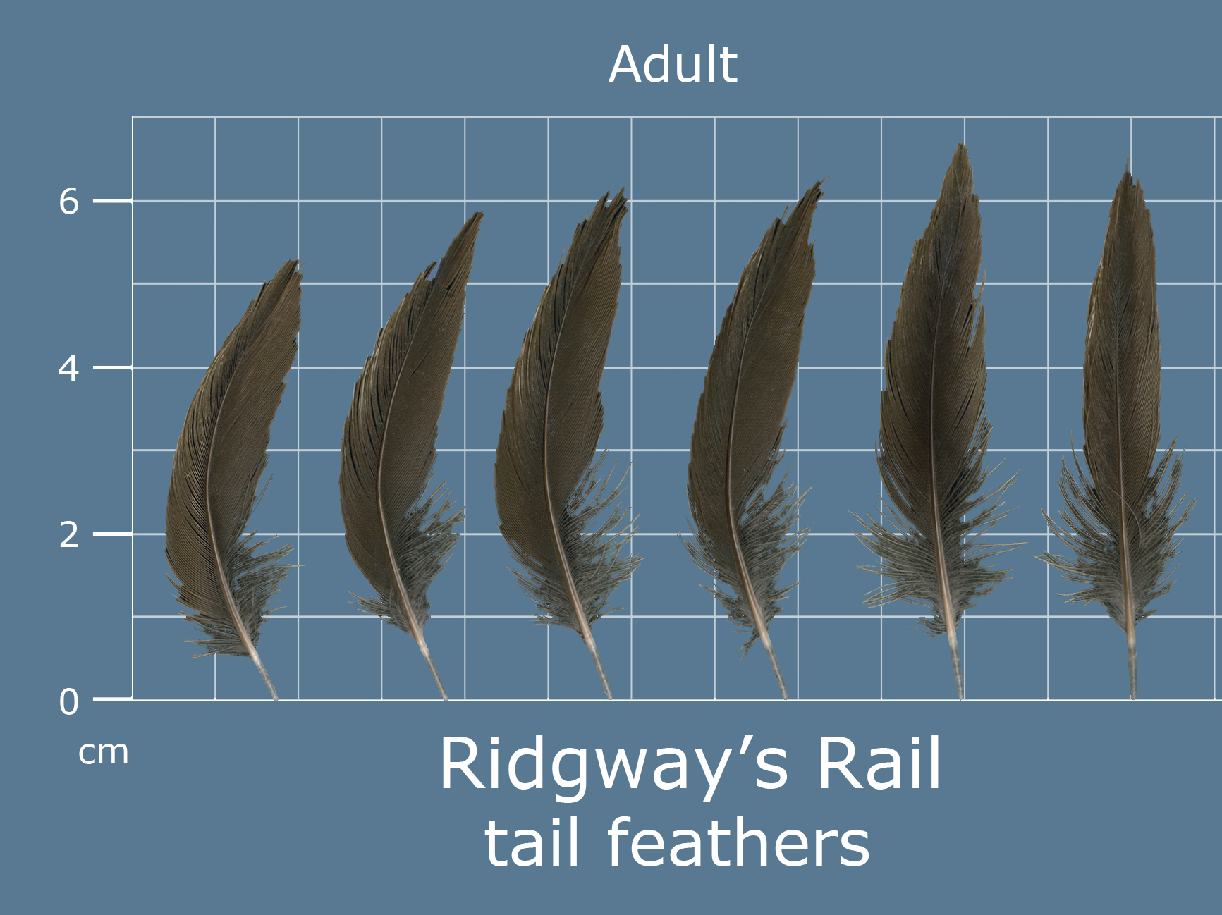 Ridgeways Rail