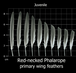 Red-necked Phalarope