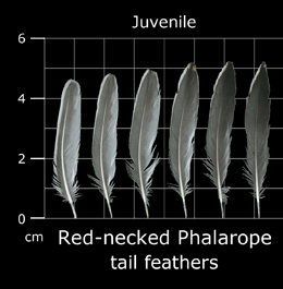 Red-necked Phalarope