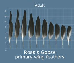 Ross Goose