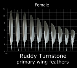 Ruddy Turnstone
