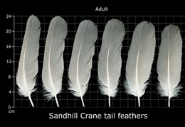 Sandhill Crane