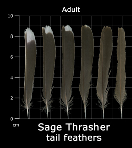 Sage Thrasher